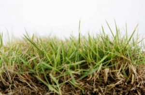 Save Your Lawn With Drought Tolerant El Toro Zoysia Palmers Turf Farm